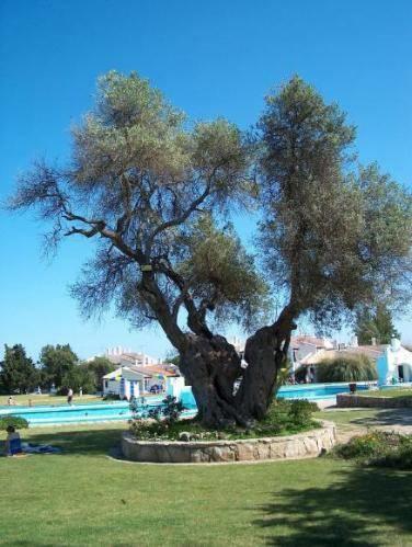 Pedras Del Rei Studio Tavira Exterior foto